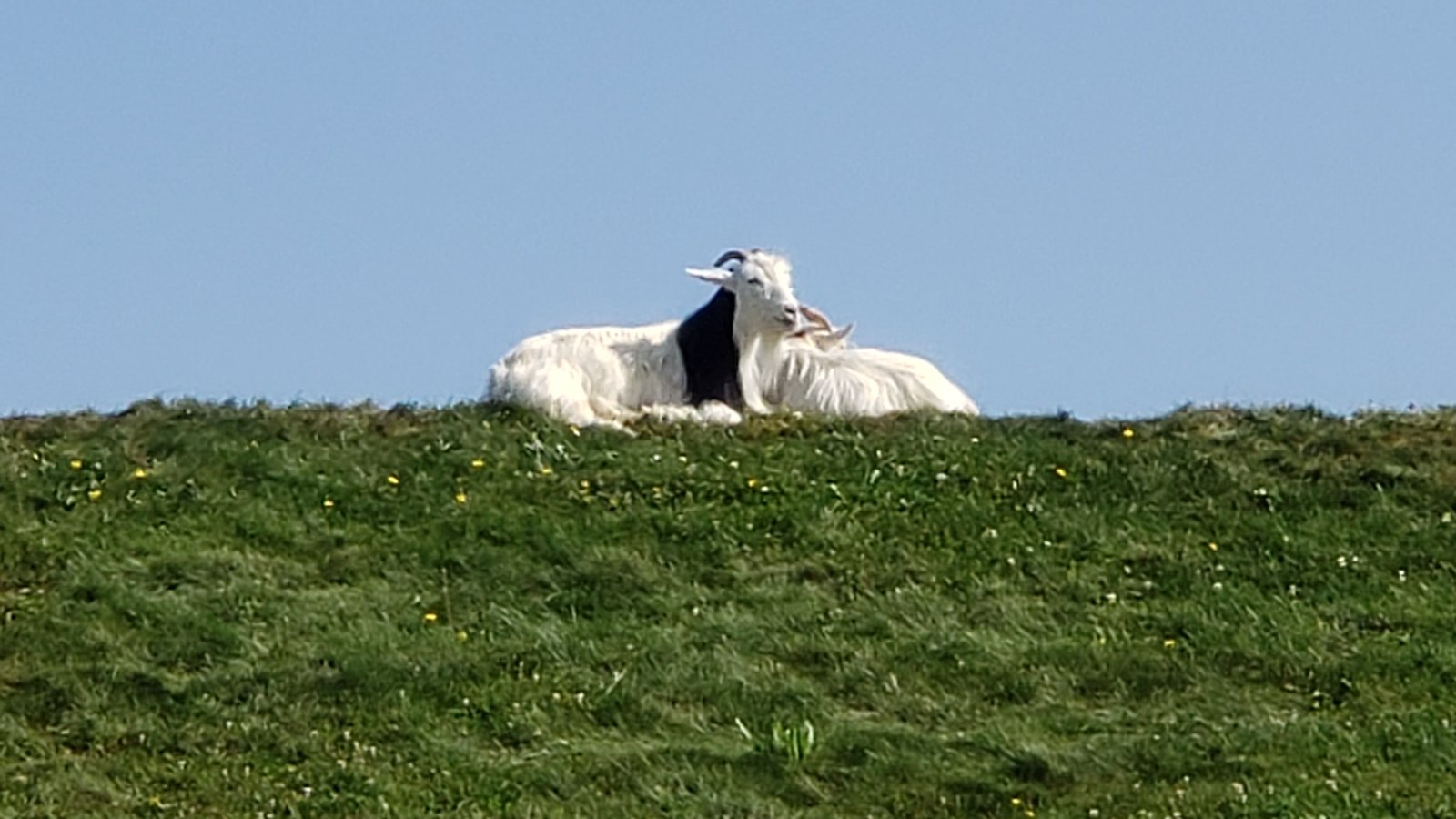 Door County: Where Else Can You See Goats on a Restaurant Roof?