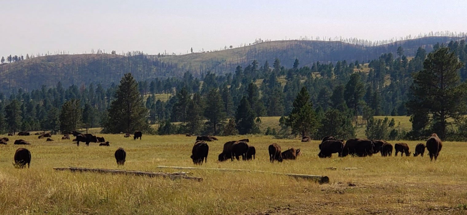 South Dakota: Where Buffaloes Roam and Skies are Not Cloudy All Day