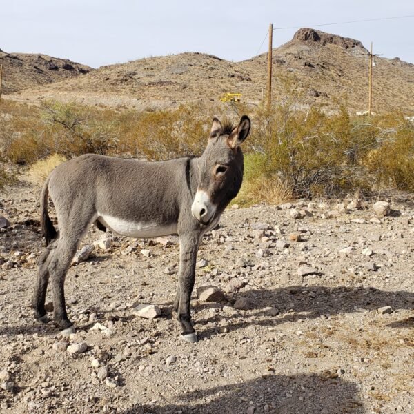 Adventures in Lake Havasu: London Bridges, Lighthouses, Donkeys and Sidewinders